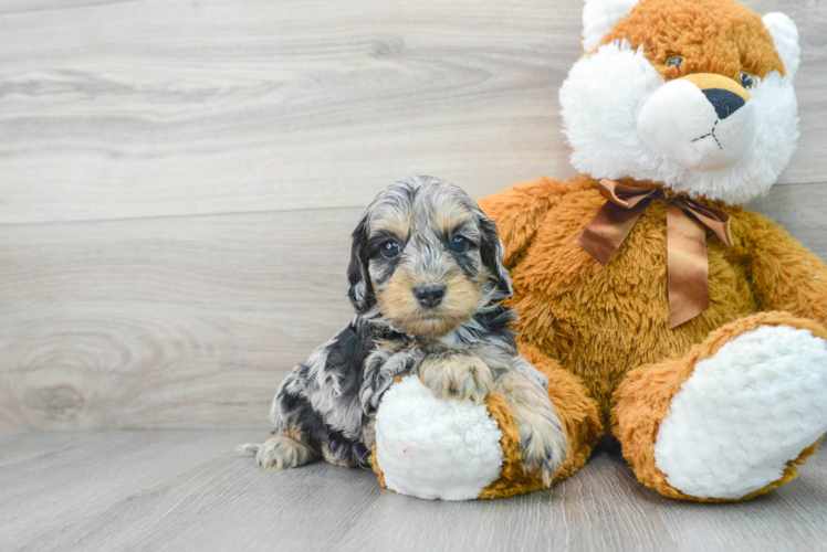 Cockapoo Pup Being Cute