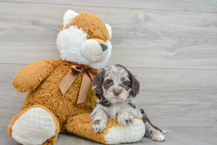 Meet Ronin - our Cockapoo Puppy Photo 1/3 - Puppy Love PR Best Cockapoo Baby