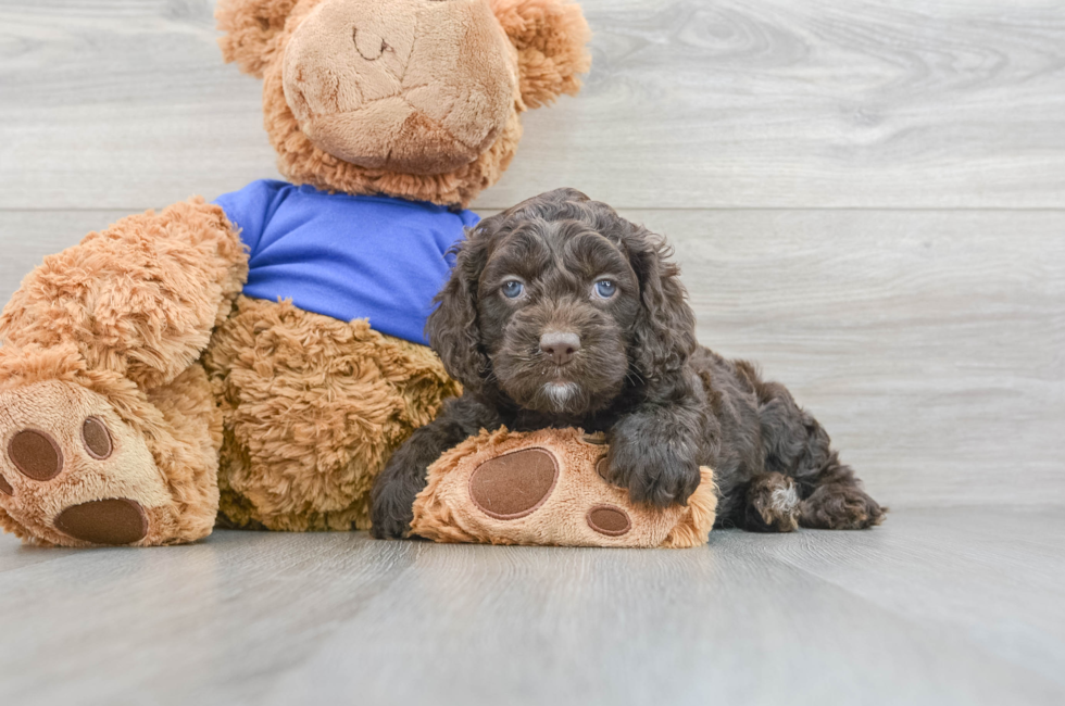7 week old Cockapoo Puppy For Sale - Puppy Love PR