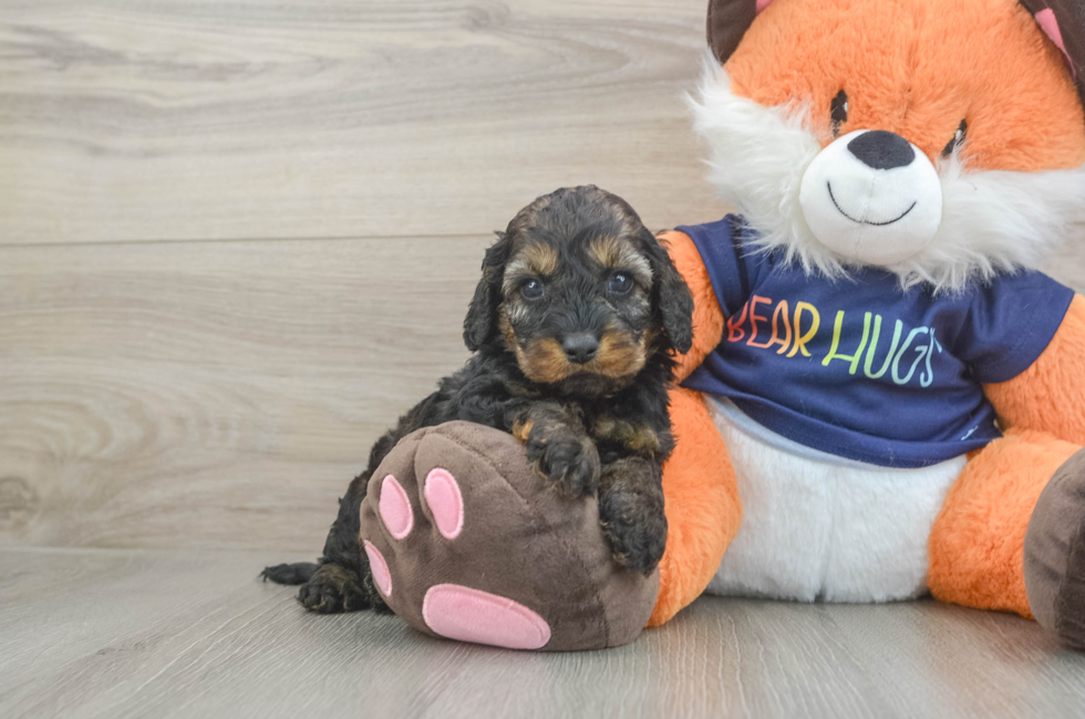 5 week old Cockapoo Puppy For Sale - Puppy Love PR