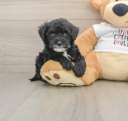 5 week old Cockapoo Puppy For Sale - Puppy Love PR