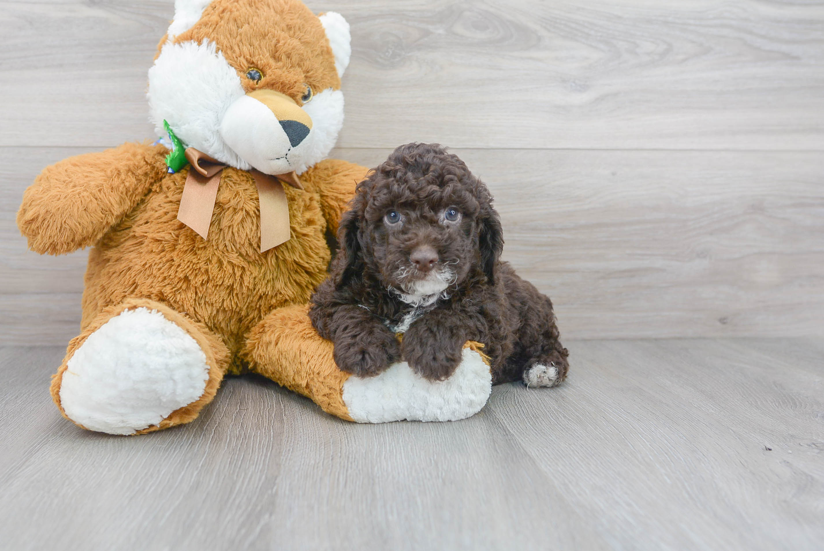 Cute Cockapoo Baby
