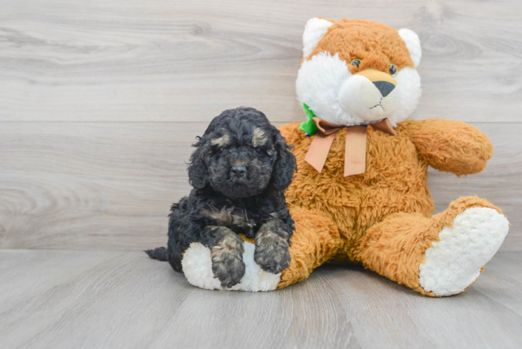 Cute Cockapoo Baby