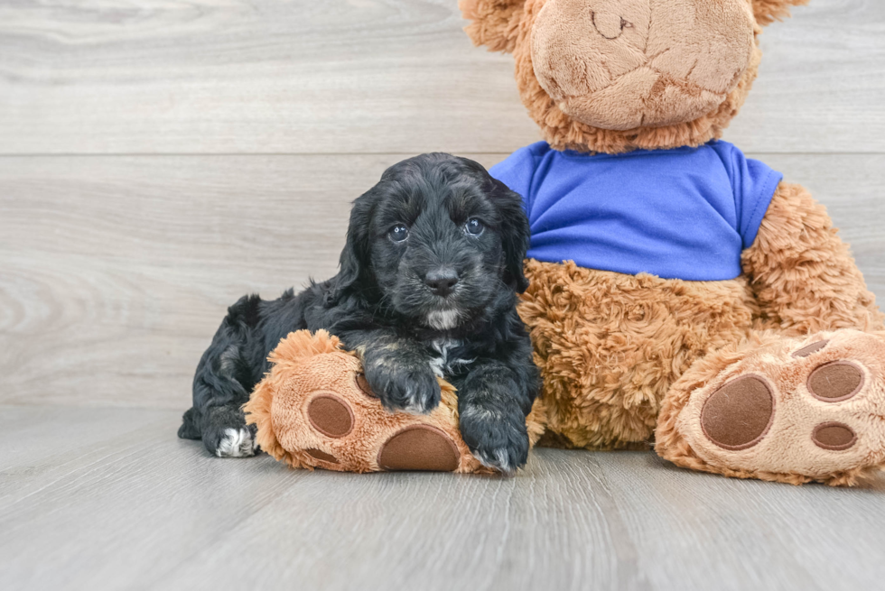 Little Cockerpoo Poodle Mix Puppy