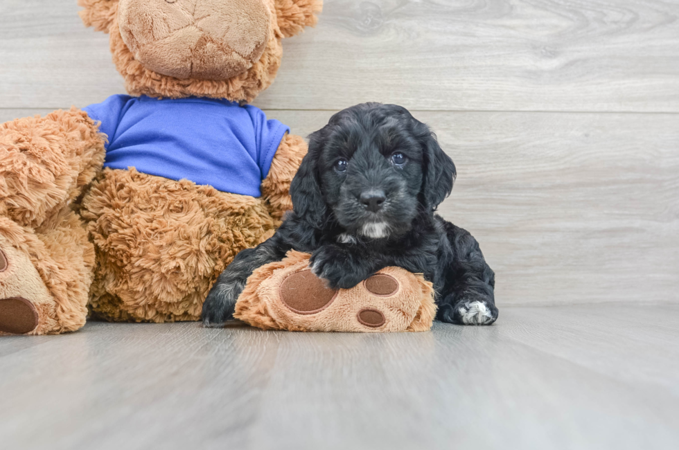 7 week old Cockapoo Puppy For Sale - Puppy Love PR
