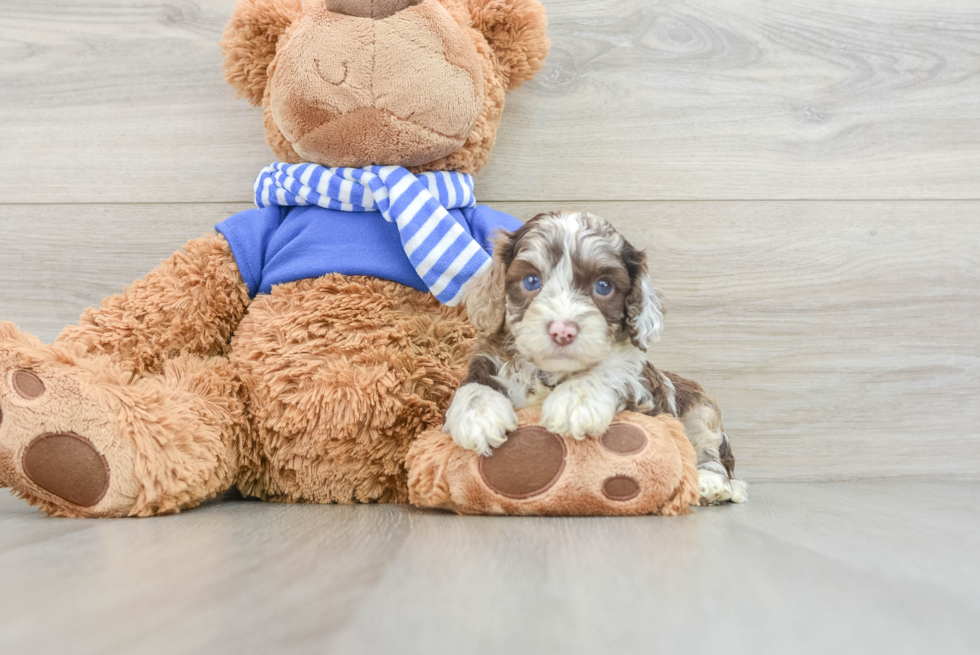 Cockapoo Puppy for Adoption