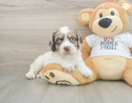 8 week old Cockapoo Puppy For Sale - Puppy Love PR