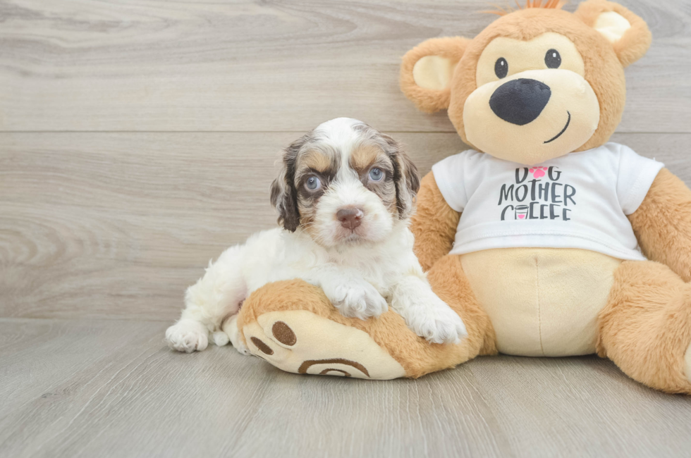 5 week old Cockapoo Puppy For Sale - Puppy Love PR