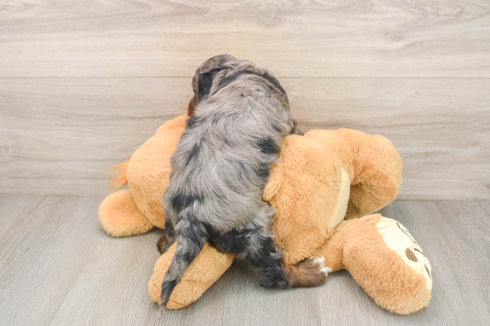 Little Cocker Doodle Poodle Mix Puppy