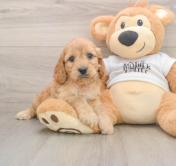 5 week old Cockapoo Puppy For Sale - Puppy Love PR