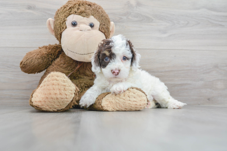 Meet Santino - our Cockapoo Puppy Photo 1/3 - Puppy Love PR Cockapoo Puppy for Adoption