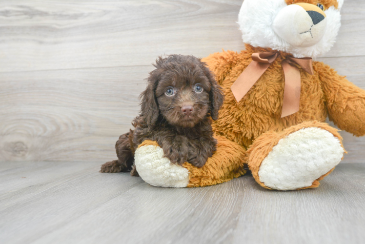Meet Santino - our Cockapoo Puppy Photo 1/3 - Puppy Love PR Cockapoo Puppy for Adoption