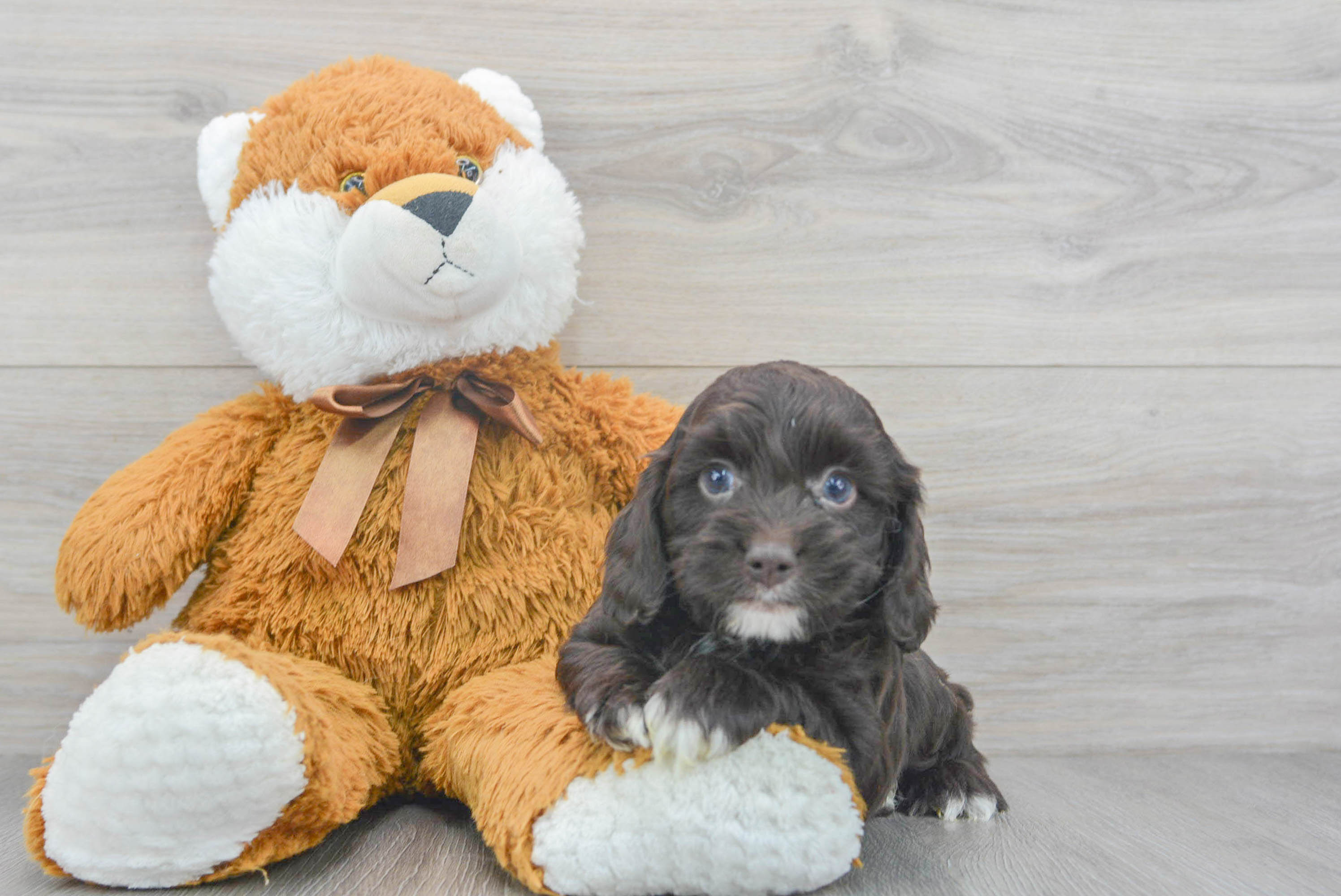 Best Cockapoo Baby