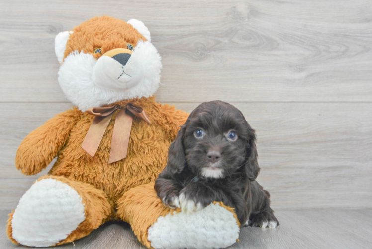 Meet Santino - our Cockapoo Puppy Photo 1/2 - Puppy Love PR Best Cockapoo Baby