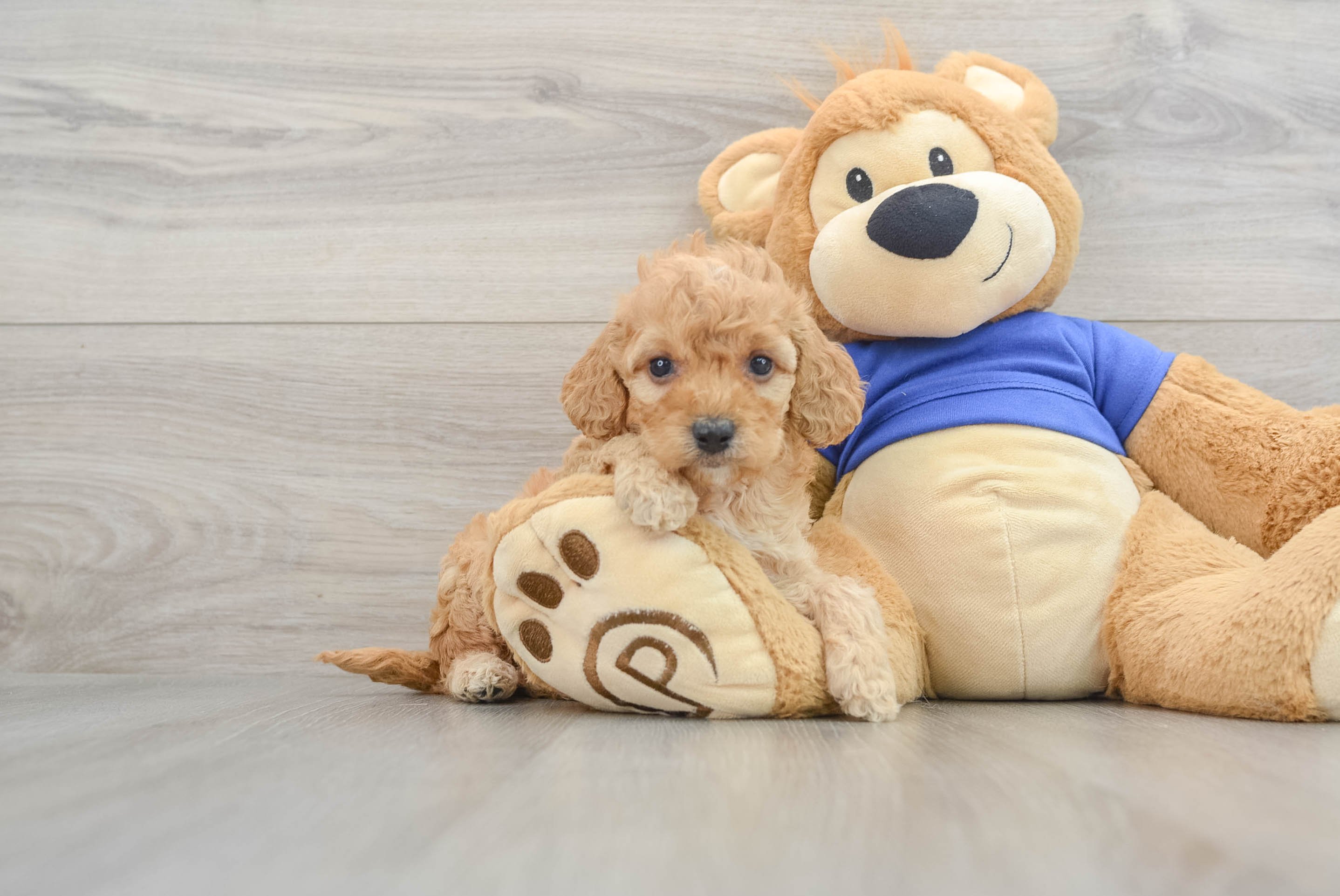 Cockapoo Pup Being Cute