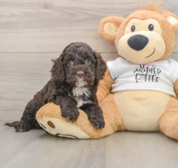 9 week old Cockapoo Puppy For Sale - Puppy Love PR