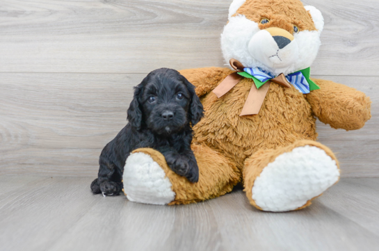 Best Cockapoo Baby