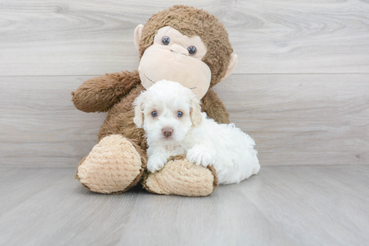 Meet Seneca - our Cockapoo Puppy Photo 1/3 - Puppy Love PR Cockapoo Puppy for Adoption