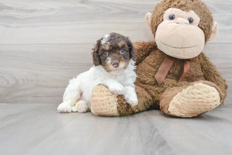 Cute Cockerpoo Poodle Mix Puppy