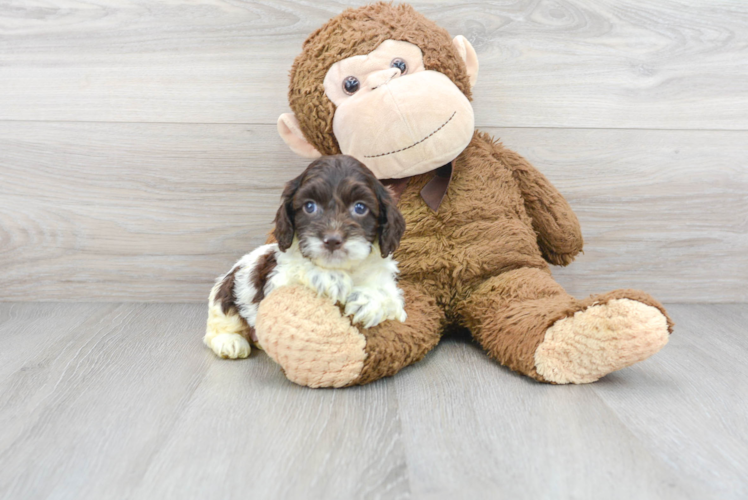 Meet Seneca - our Cockapoo Puppy Photo 1/3 - Puppy Love PR Cockapoo Puppy for Adoption