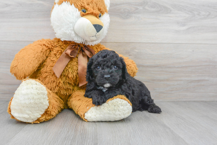 Meet Seneca - our Cockapoo Puppy Photo 1/2 - Puppy Love PR Best Cockapoo Baby