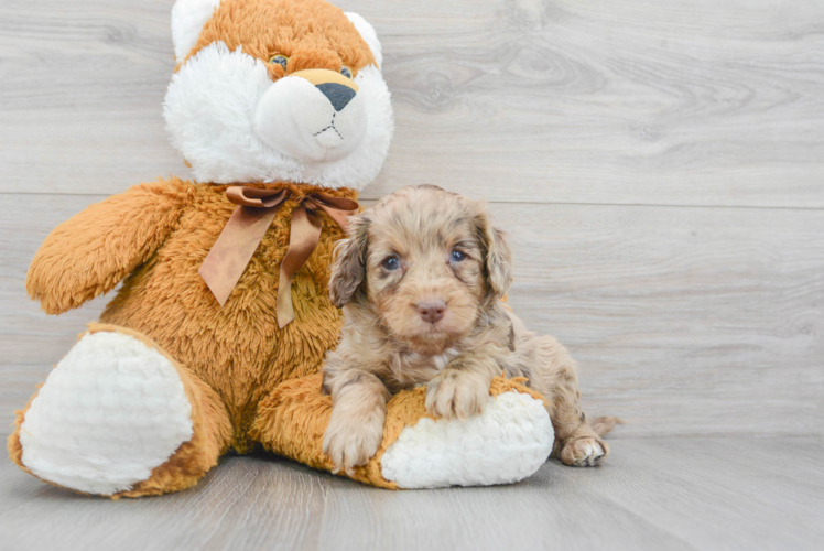 Smart Cockapoo Poodle Mix Pup