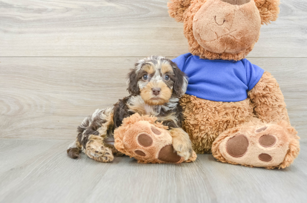 5 week old Cockapoo Puppy For Sale - Puppy Love PR