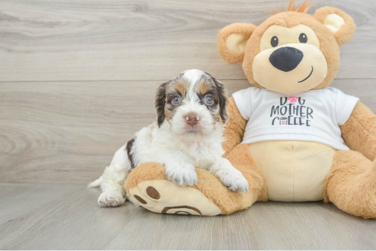 Cockapoo Pup Being Cute