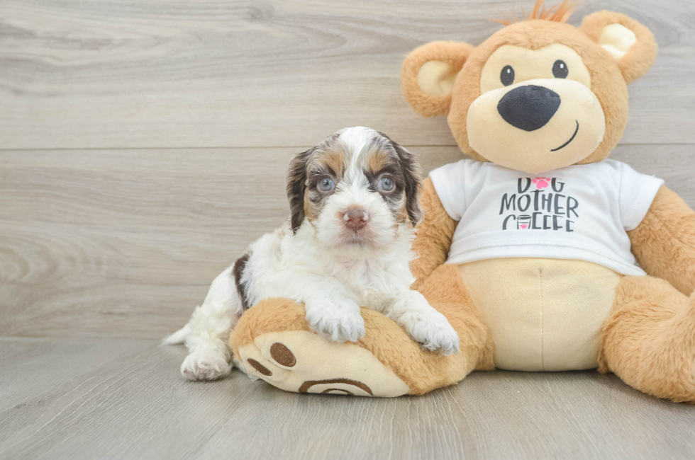 5 week old Cockapoo Puppy For Sale - Puppy Love PR