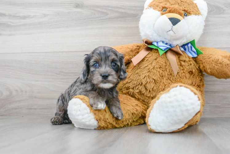 Cute Cockapoo Baby