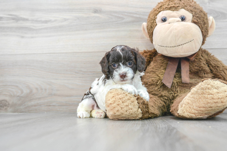 Little Cockerpoo Poodle Mix Puppy