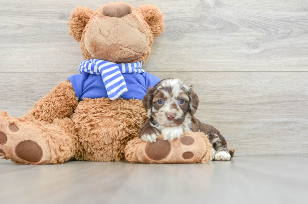 5 week old Cockapoo Puppy For Sale - Puppy Love PR