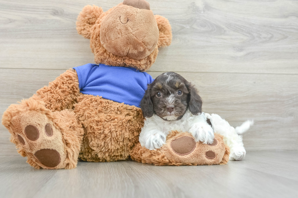 5 week old Cockapoo Puppy For Sale - Puppy Love PR