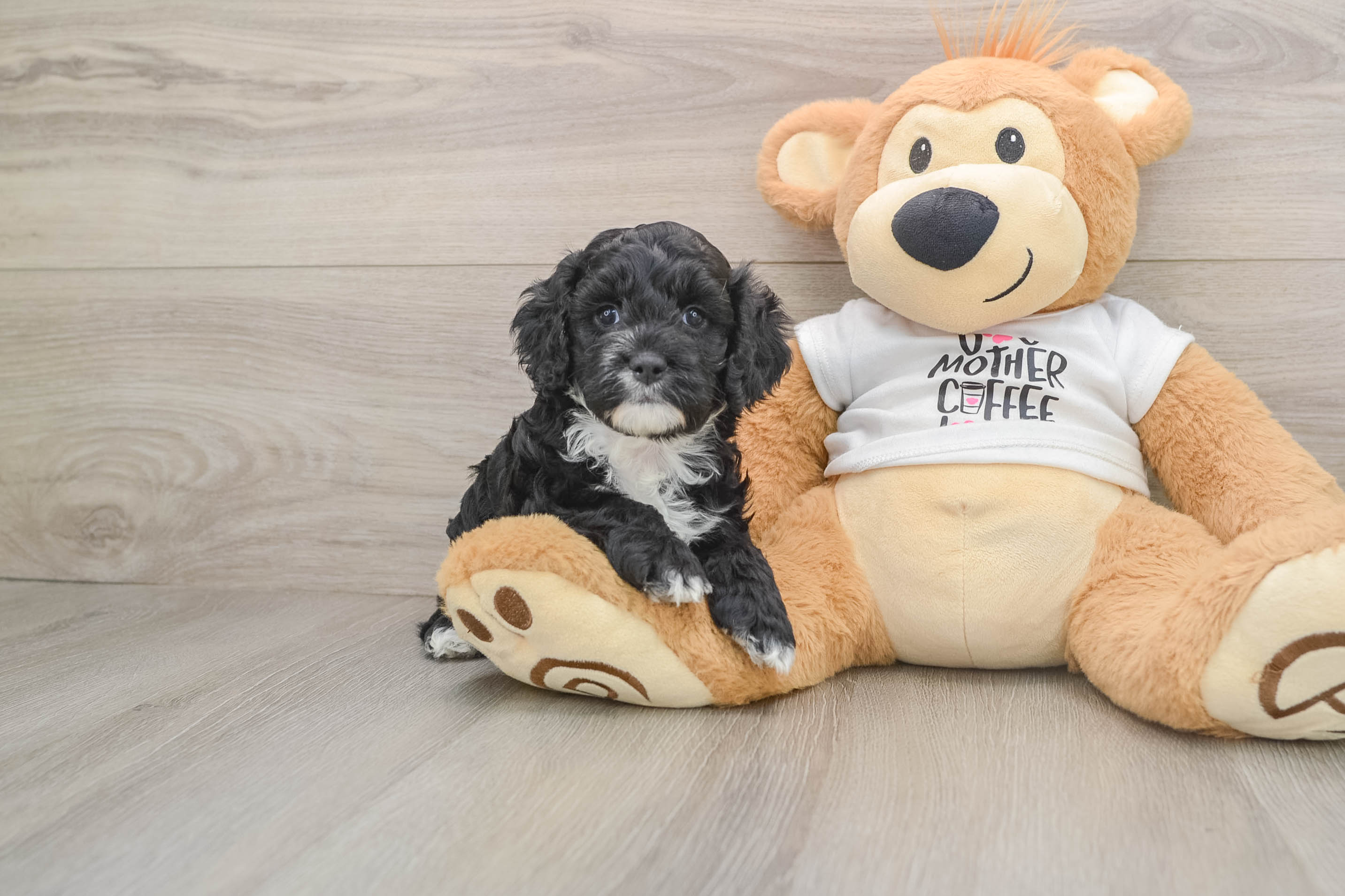 Cockapoo Puppy for Adoption