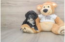 Cockapoo Puppy for Adoption