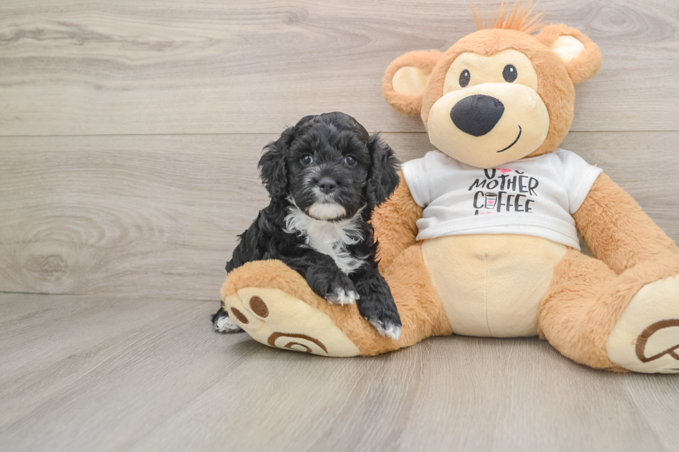 Cockapoo Puppy for Adoption
