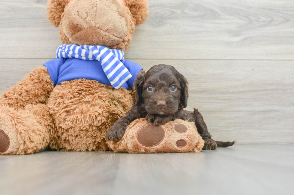 5 week old Cockapoo Puppy For Sale - Puppy Love PR