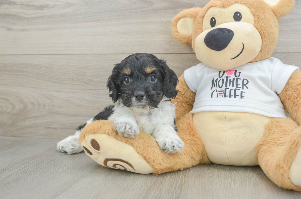 5 week old Cockapoo Puppy For Sale - Puppy Love PR