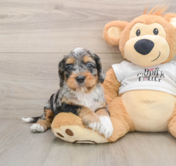 5 week old Cockapoo Puppy For Sale - Puppy Love PR
