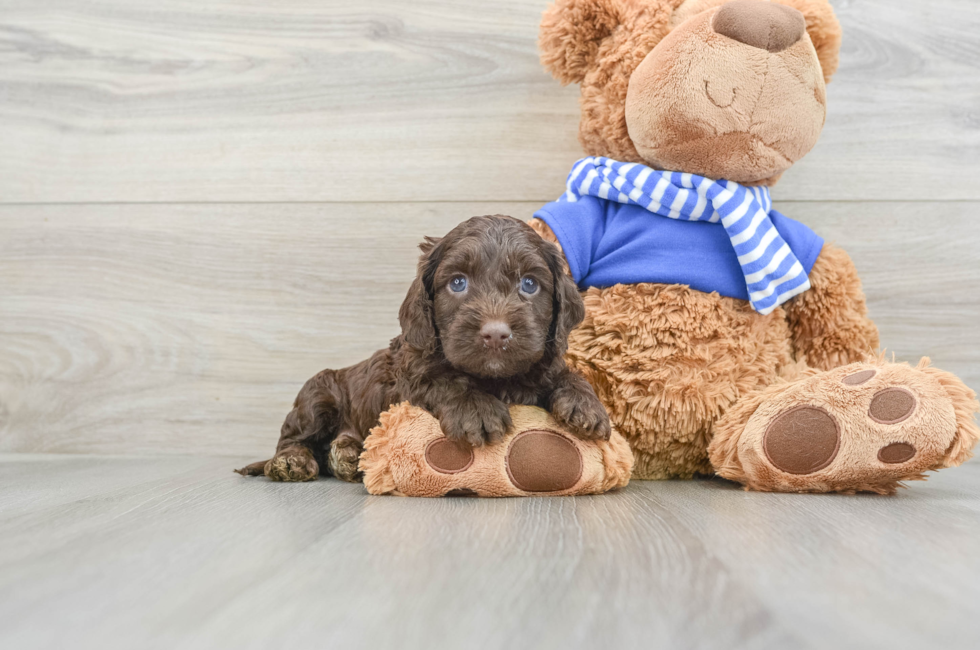 6 week old Cockapoo Puppy For Sale - Puppy Love PR