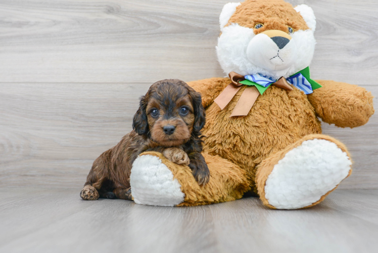 Meet Sisu - our Cockapoo Puppy Photo 1/3 - Puppy Love PR Cockapoo Pup Being Cute