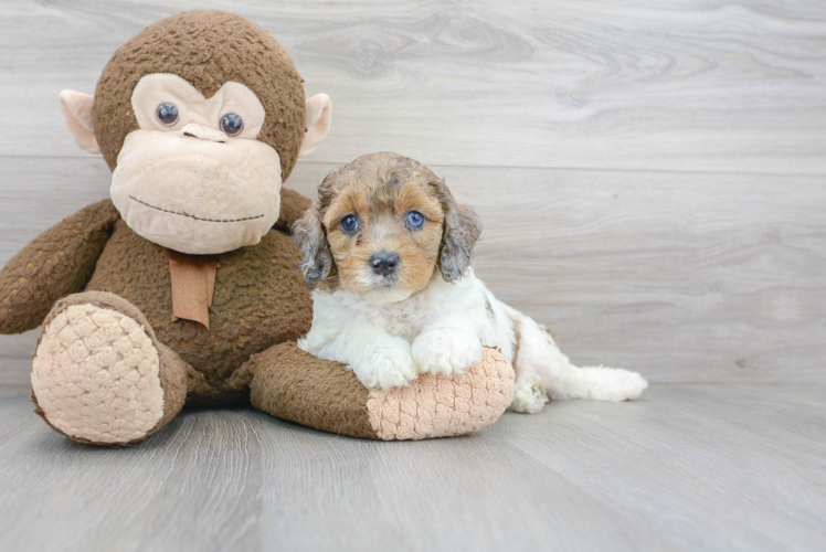 Best Cockapoo Baby