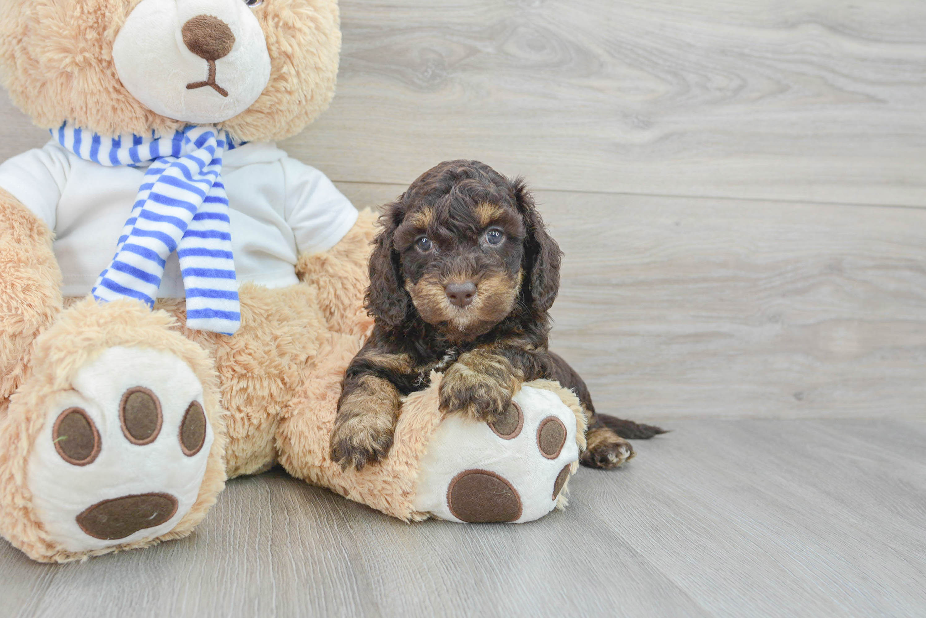 Cockapoo Pup Being Cute