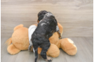 Playful Cocker Doodle Poodle Mix Puppy