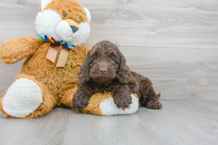 Cute Cockerpoo Poodle Mix Puppy