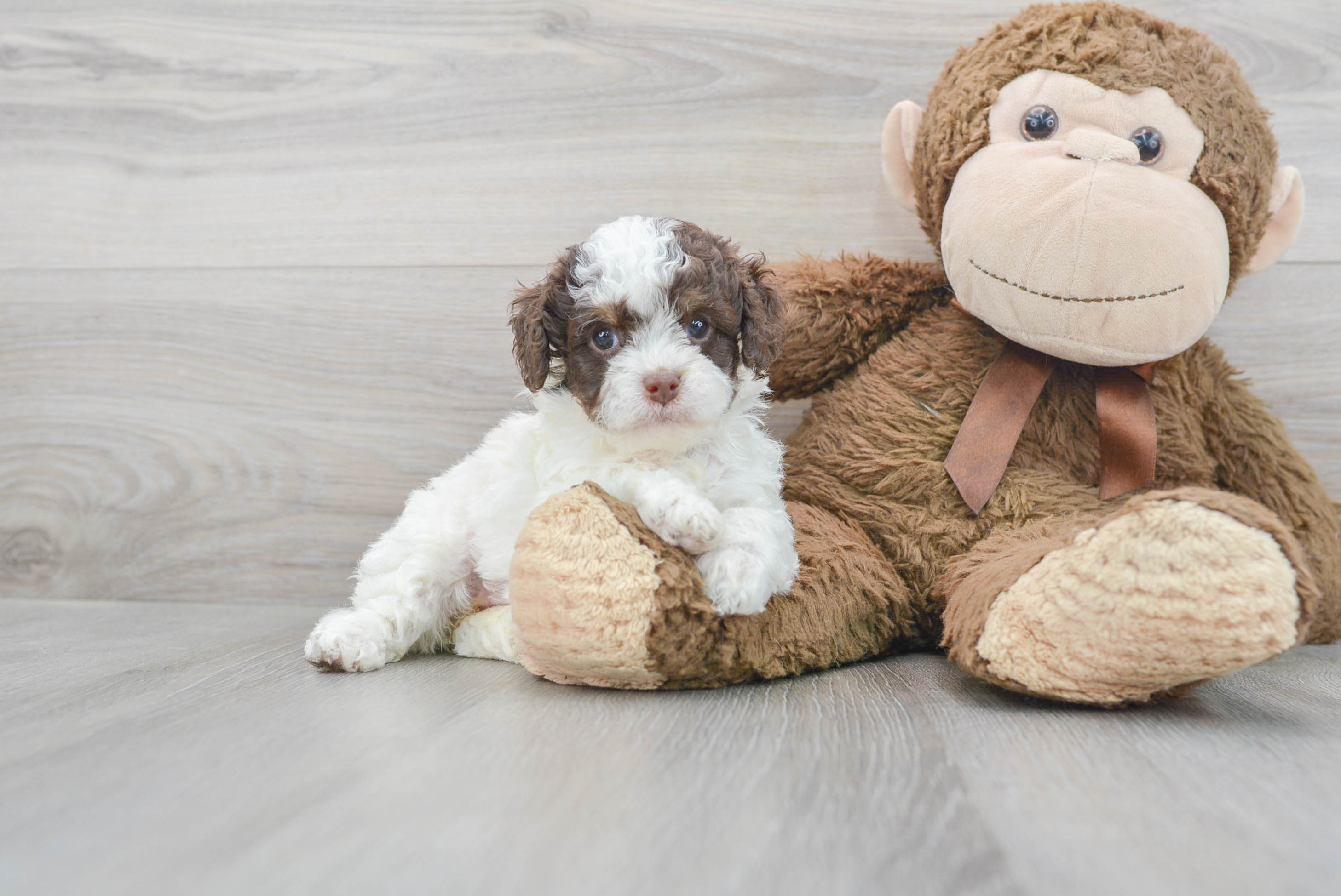 Cockapoo Puppy for Adoption