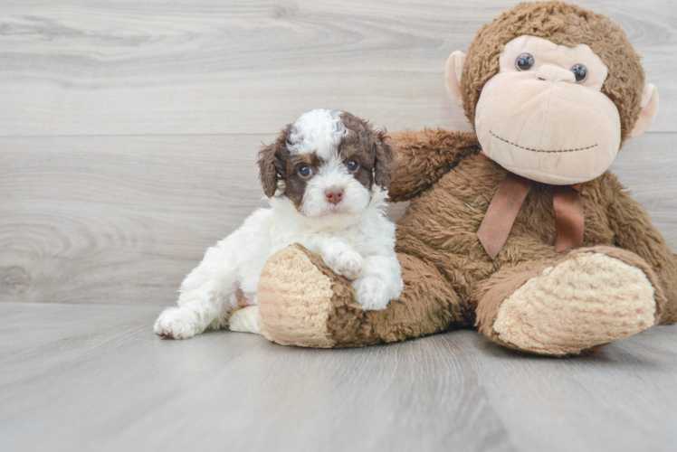 Meet Sperry - our Cockapoo Puppy Photo 1/3 - Puppy Love PR Cockapoo Puppy for Adoption