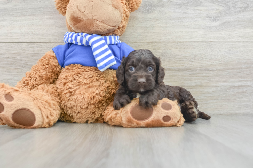 5 week old Cockapoo Puppy For Sale - Puppy Love PR