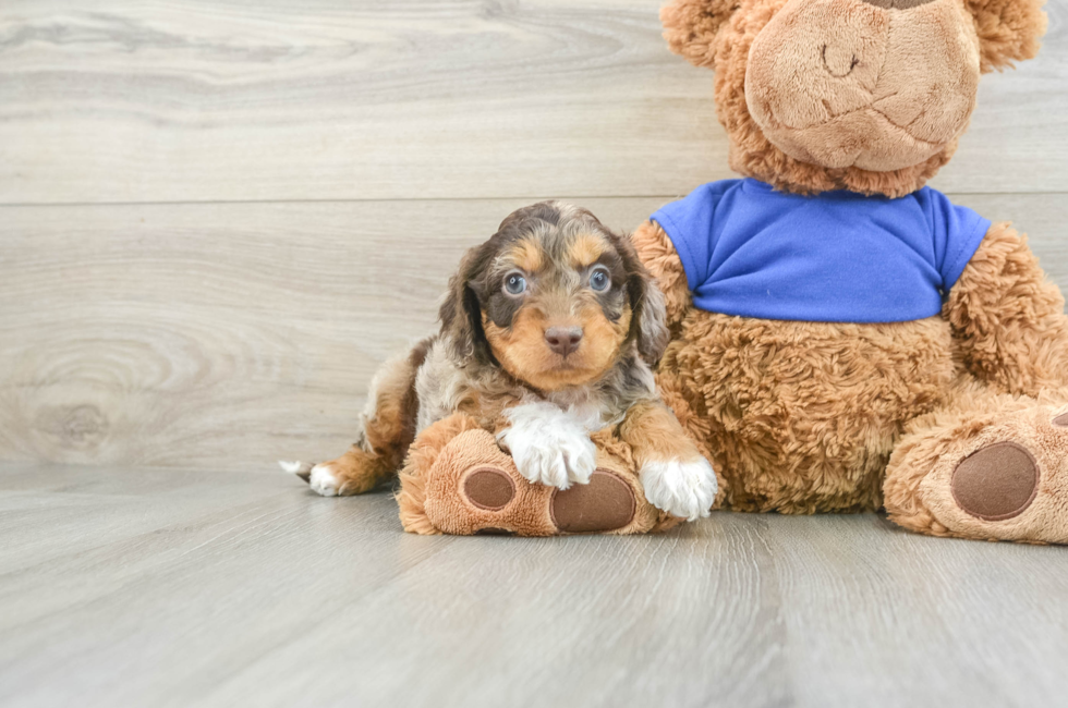 5 week old Cockapoo Puppy For Sale - Puppy Love PR