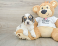 8 week old Cockapoo Puppy For Sale - Puppy Love PR
